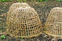 Frost protectors made of basketwork, using dead leaves beneath to protect plants