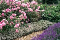 Lavandula angustifolia 'Imperial Gem', 'Dwarf White' and Rosa 'Lavender Lassie'