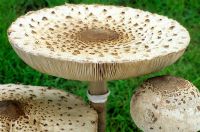 Lepiota Procera - Parasol mushroom