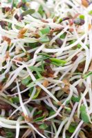 Medicago sativa - Sprouted Alfalfa   