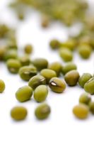 Vigna radiata - Mung Beans 