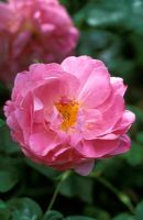 Rosa annick 'Fryfrenzy' flowering in June