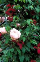 Clematis 'Madame Julia Correvon' and Rosa The Generous Gardener 'Ausdrawn' growing on trellis