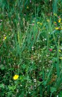 Wildflower meadow with Red Bartsia -  Odontites verna and Eyebright - Euphrasia agg