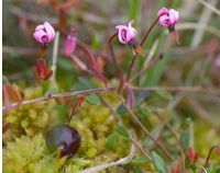 Vaccinium macrocarpon - Cranberry growing on Heysham Moss raised bog.