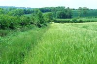 Field margin in barley field to encourage wildlife
