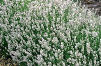 Lavandula angustifolia 'Dwarf White'