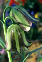 Fritillaria olivieri - Fritillary