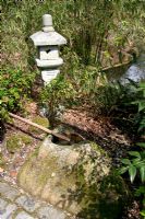 Japanese style lantern and Tsukubai - Crouching bowl at Pine Lodge Gardens Near St. Austell