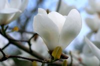 Magnolia x veitchii x soulangeana 'David Clulow'