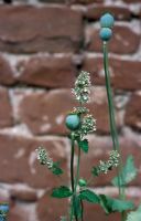 Nepeta cataria - Catmint with Papaver -Poppy seedheads