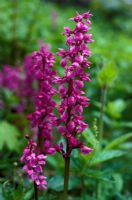Orchis mascula - Early purple orchid