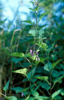 Solanum dulcamara - Woody nightshade