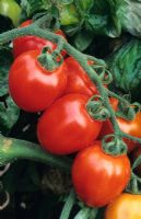 Lycopersicon esculentum - Plum Tomato 'Roma'