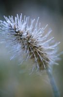 Pennisetum alopecuroides 'Hameln' seedhead with frost in winter