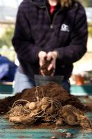 Dahlia tubers, getting pot ready for planting tubers for spring