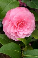 Camellia 'Chatsworth Belle'
