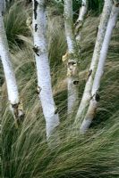 Betula - Birch and Stipa tenuissima