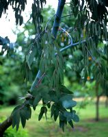 Eucalyptus perriniana