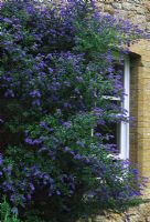 Ceanothus 'Trewithen Blue' flowering in May