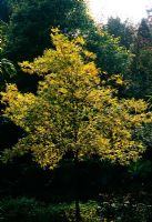 Carya aquatica - Water hickory in October