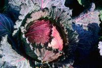 Brassica oleracea - Cabbage 'Marabel' in January