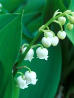 Convallaria majalis - Lily of the Valley flowering in May