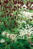 Sanguisorba officinalis with Selinum wallichianum in July