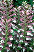 Acanthus spinosus flowering in July
