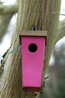 Pink wooden Bird nesting box nailed to a tree at Chippenham Park in Cambridgeshire