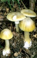 Amanita Phalloides - Death Cap mushroom deadly poisonous