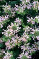 Monarda 'Fishes', syn 'Pisces'