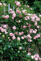 Rosa 'Chaplins Pink ... stock photo by Neil Holmes, Image: 0028331