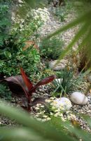 Young Canna 'Durban' in subtropical garden with pebbles