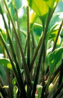 Hosta 'Torchlight' close up of coloured stems