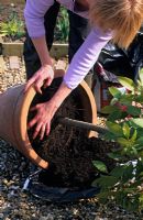 Woman top dressing bay tree in pot - adding fresh compost