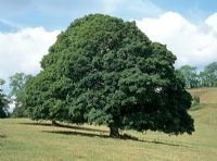 Acer pseudoplatanus - Sycamore  