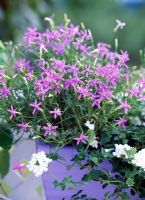 Summer flower arrangement with Laurentia axillaris 'Blue Star' and Verbena 'Temari White'