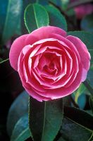 Camellia japonica Bobs Tinsie 