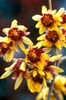 Chimonanthus praecox - Wintersweet  