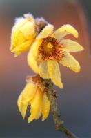 Chimonanthus praecox 'Grandiflora' - Wintersweet flowering in January