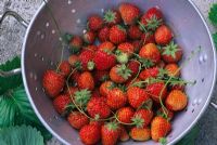 Fragaria x ananassa 'Royal Sovereign' - Strawberries in June