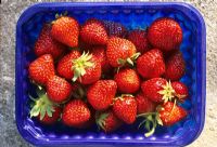Fragaria x ananassa  'Sophie' -  Strawberries in plastic tray in June