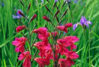 Gladiolus communis subsp byzantinus flowering in June