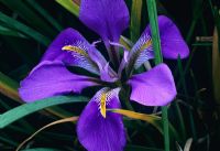 Iris unguicularis 'Mary Barnard' flowering in March