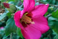 Hibiscus syriacus 'Pink Giant' in September