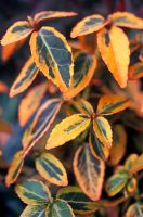 Euonymus fortunei 'Emerald and Gold' - Evergreen Bittersweet 