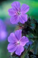 Geranium pratense 'Victor Reiter' flowering in June    