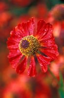 Helenium 'Dunkelpracht' - Helens Flower  