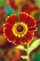 Helenium 'Konigstiger' - Helens Flower  